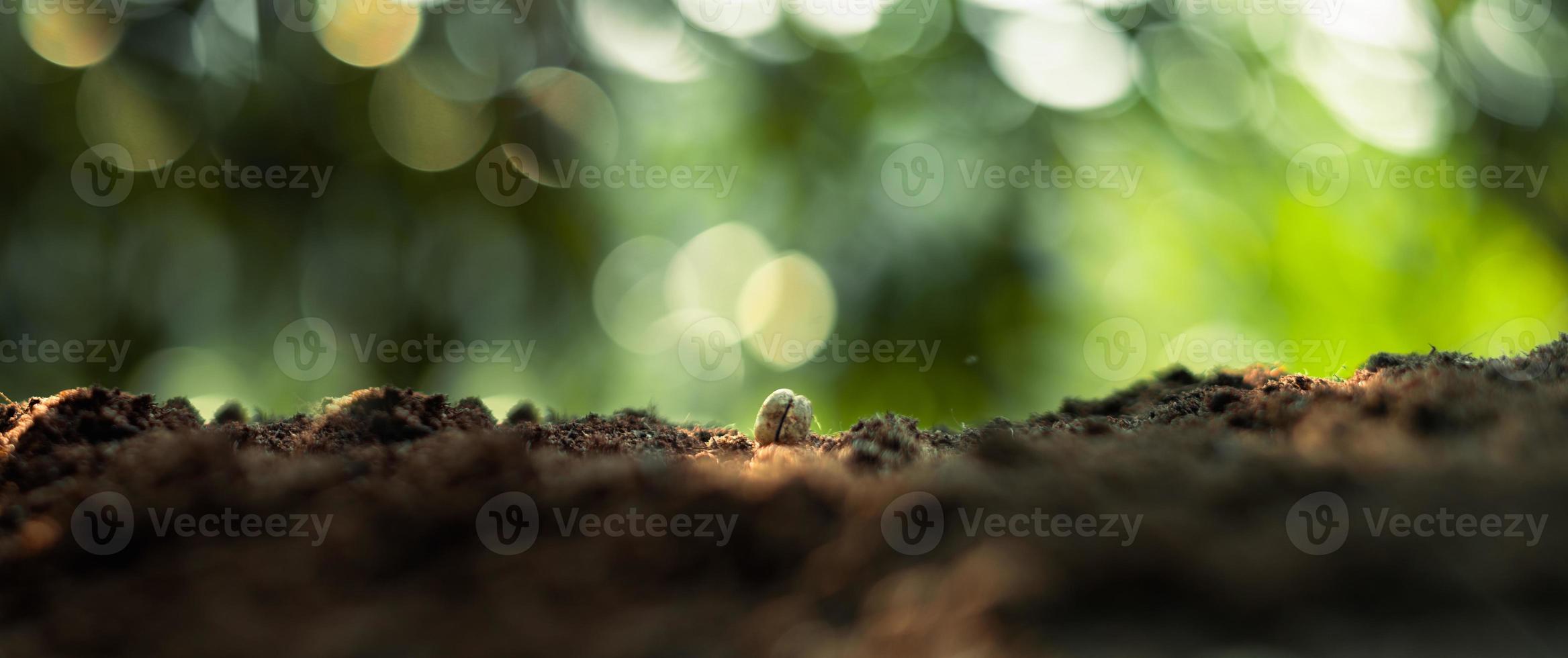 concetto di alberi di crescita sfondo della natura delle piantine del chicco di caffè foto