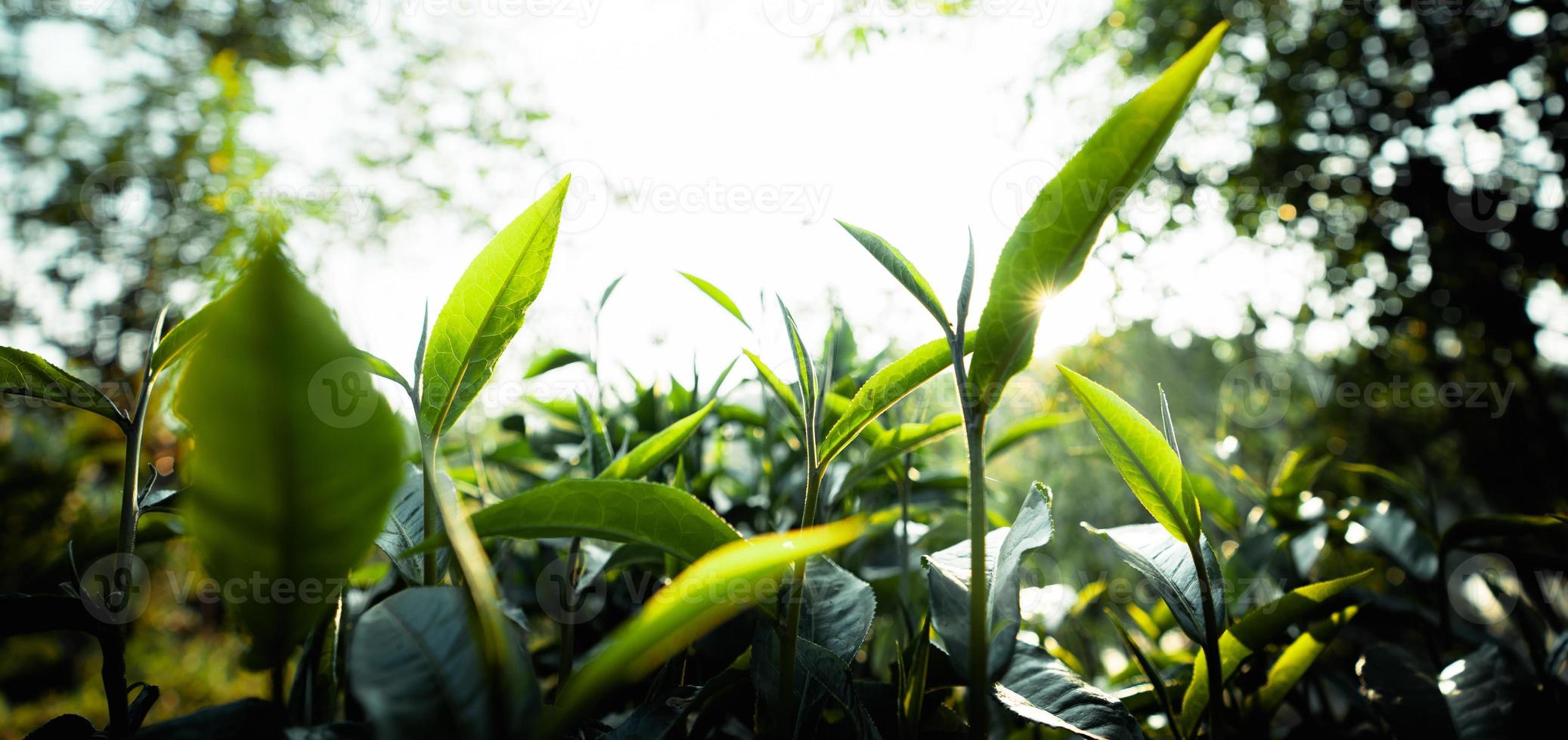 foglie di tè verde nella luce della sera della natura foto
