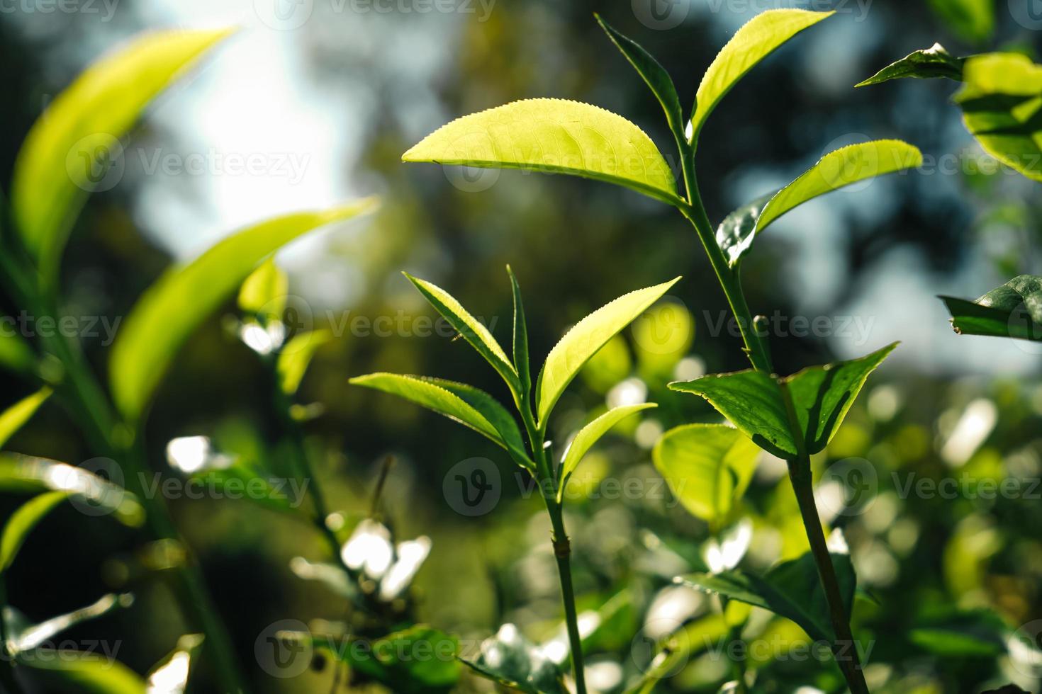 foglie di tè verde nella luce della sera della natura foto