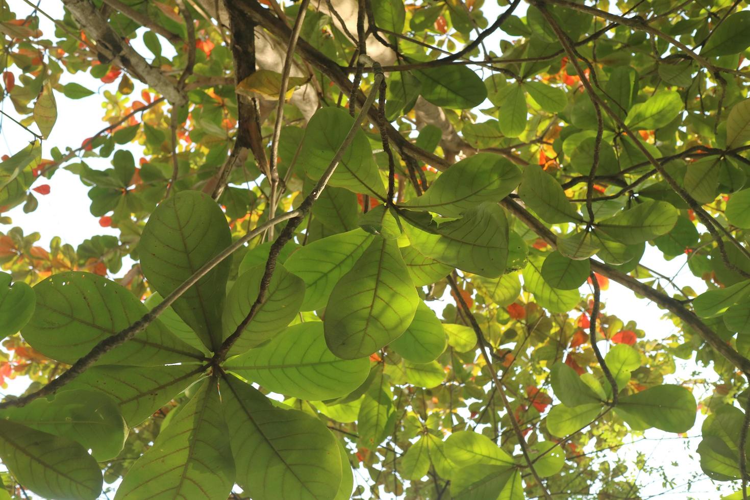 albero di ketapan verde e lussureggiante foto