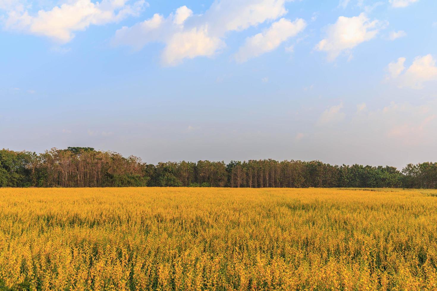 paesaggio di campo di fiori gialli e cielo blu foto