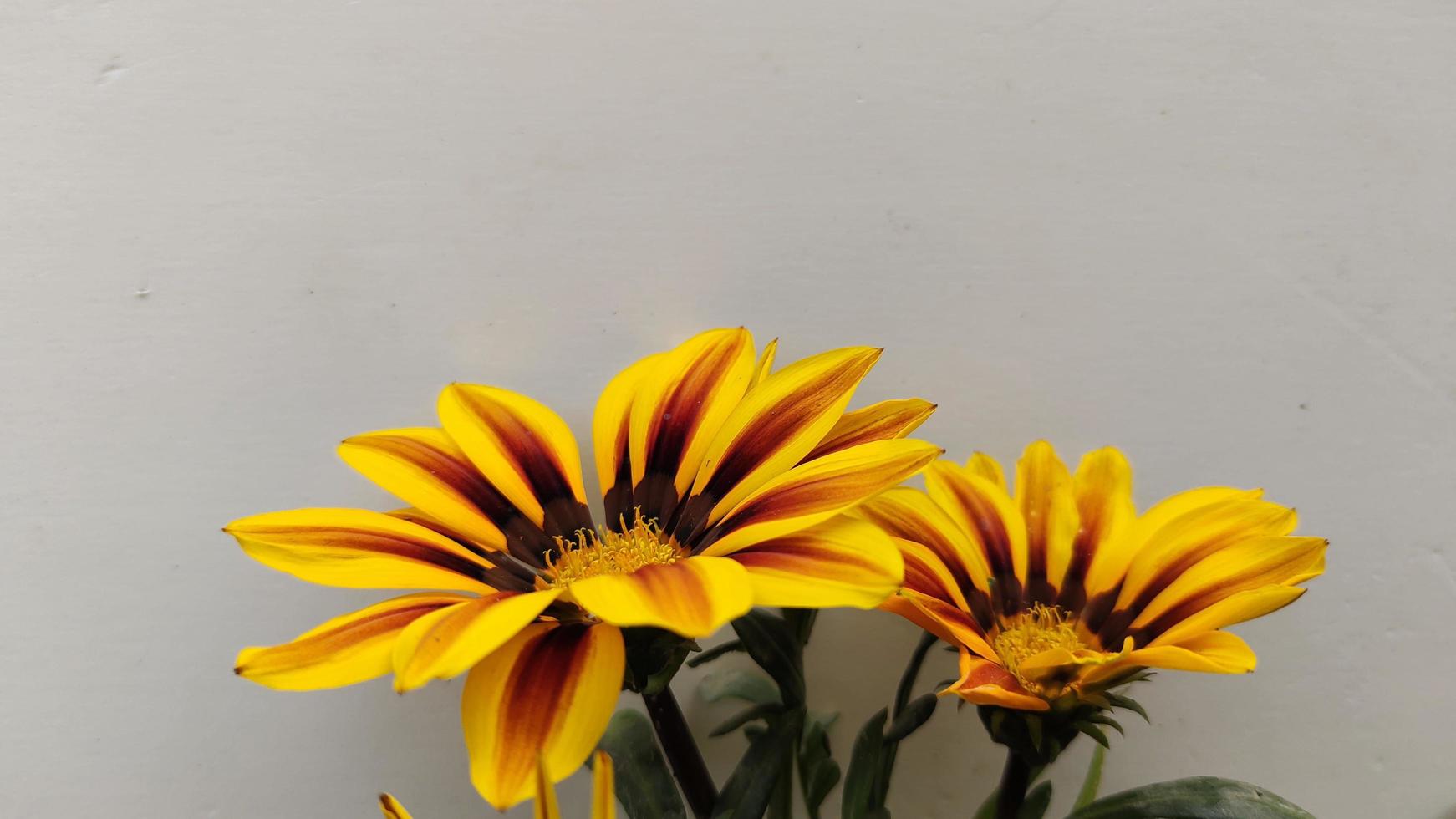 fiore di gazania su sfondo bianco foto