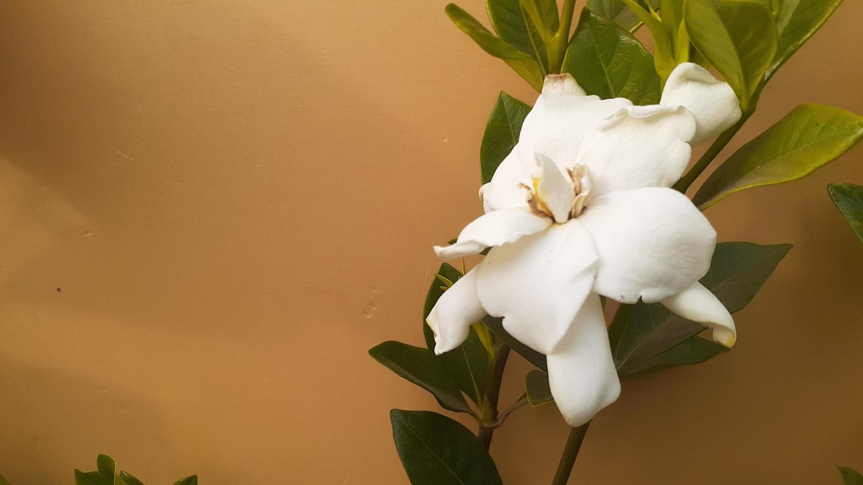 un fiore bianco foto