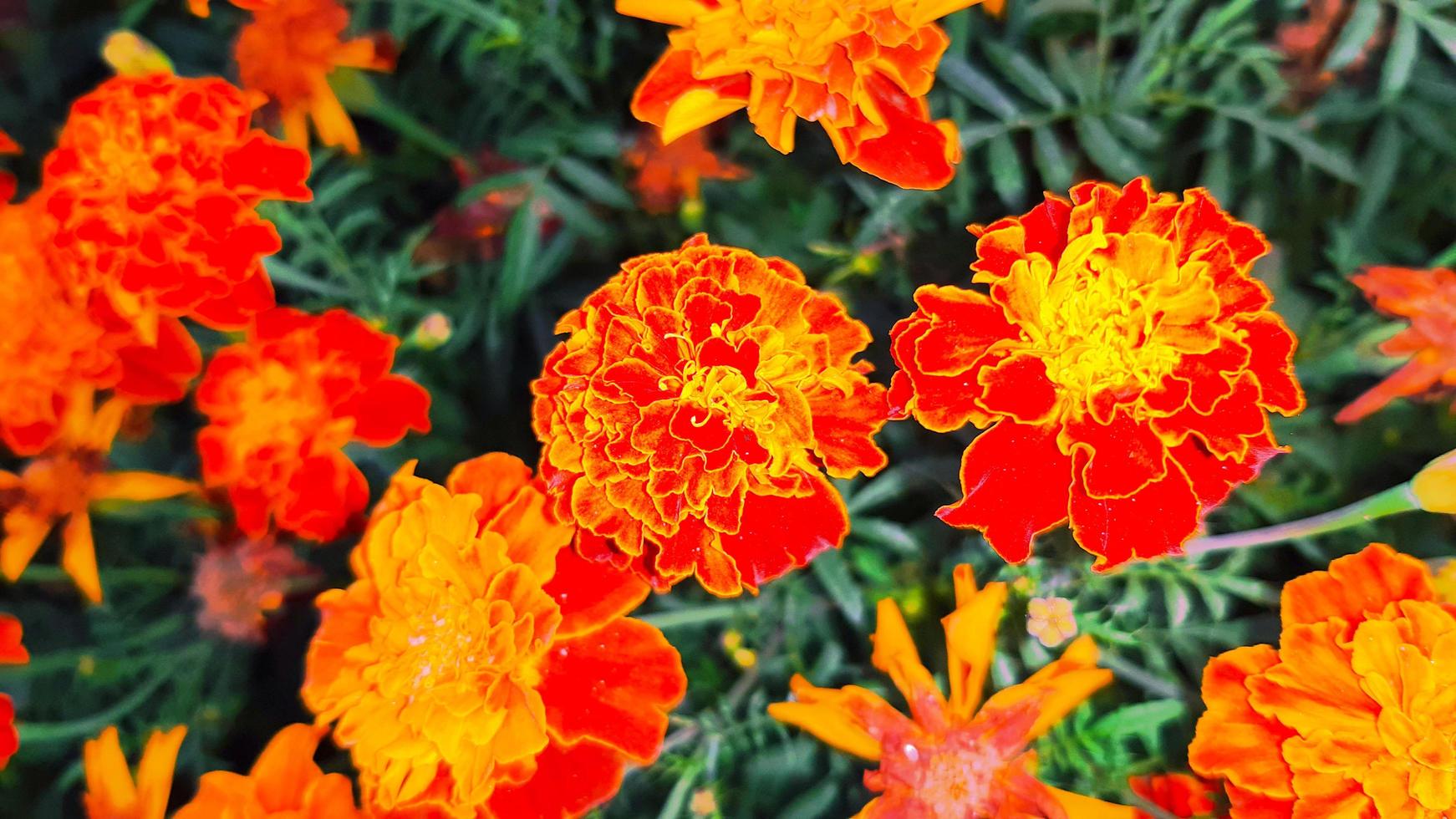 fiore di calendula a fioritura primaverile foto