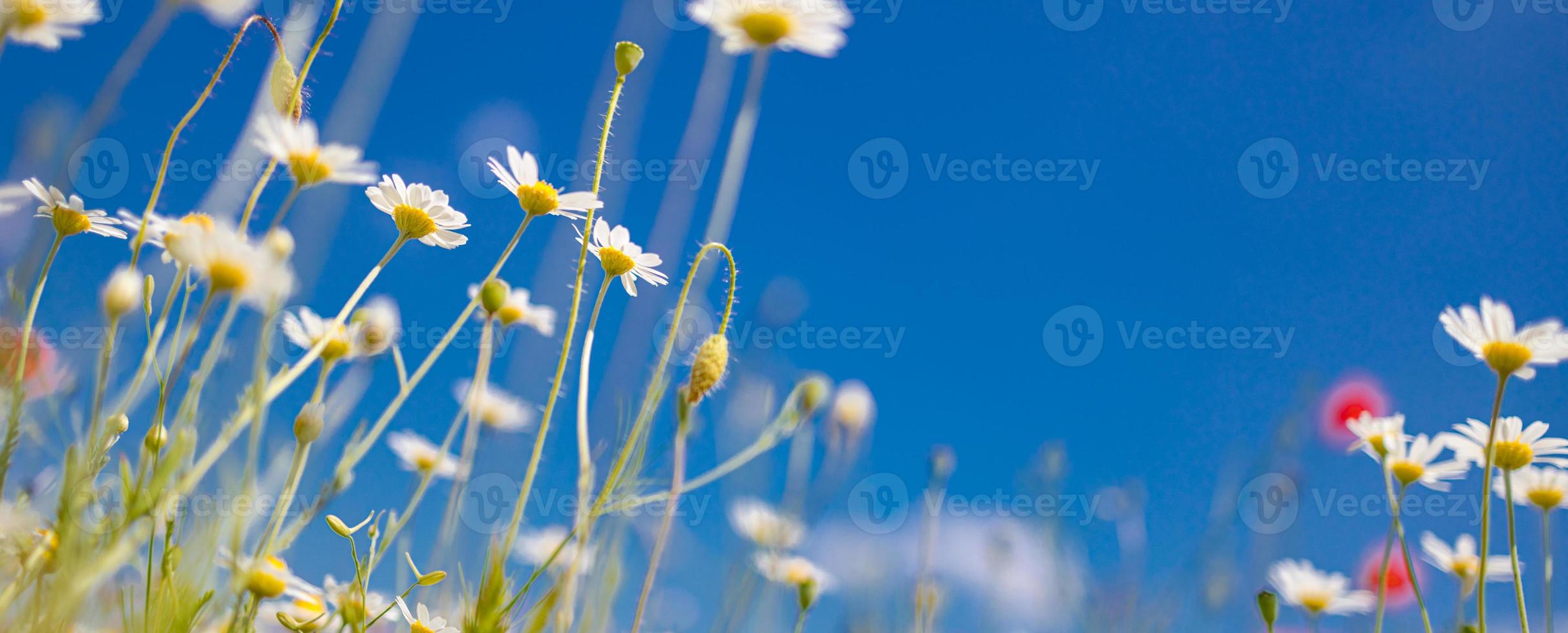 primavera estate primo piano margherite bianche su sfondo blu cielo. colori tenui idilliaci, paesaggio di campo di fiori di prato foto