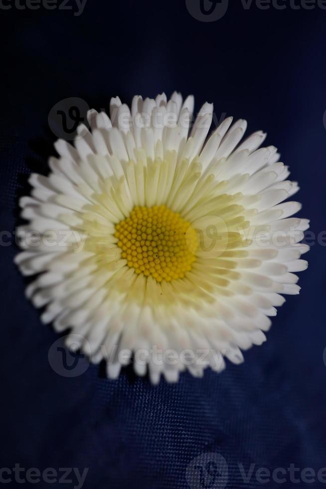 primo piano fiore bianco sbocciare bellis perennis l. famiglia compositae moderno sfondo botanico stampe di grande formato di alta qualità foto