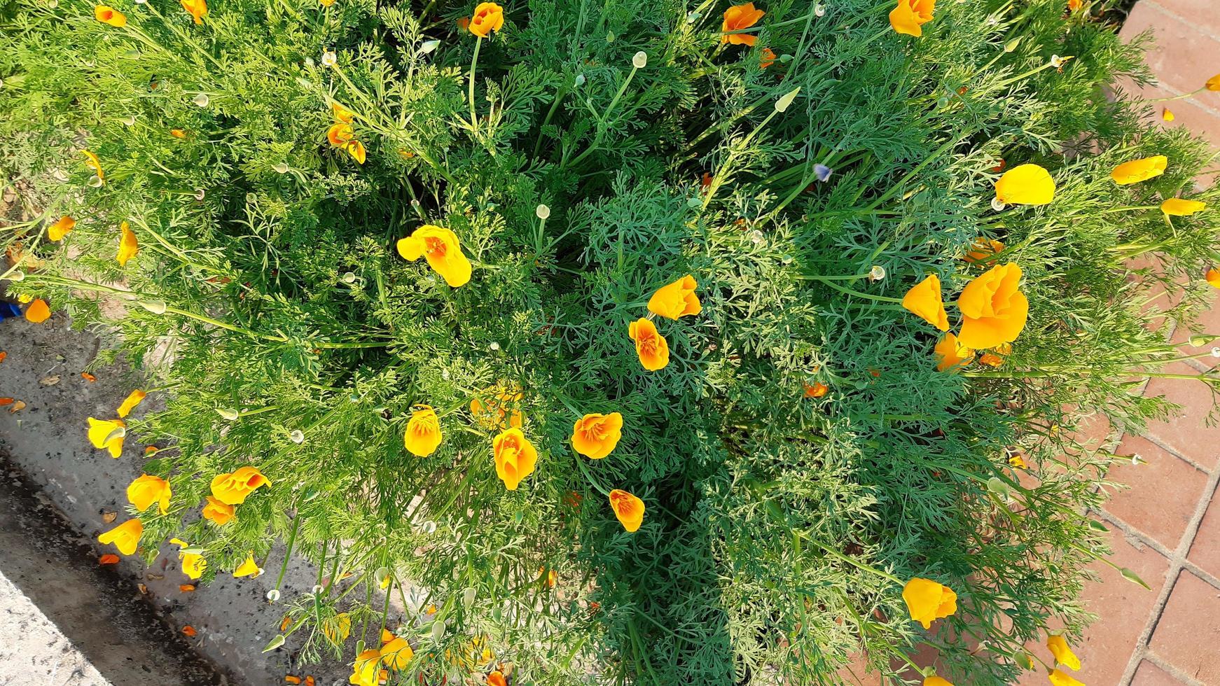 eschscholzia californica, il papavero della California, il papavero dorato, la luce del sole della California o la coppa d'oro, il fiore che sboccia primaverile. foto