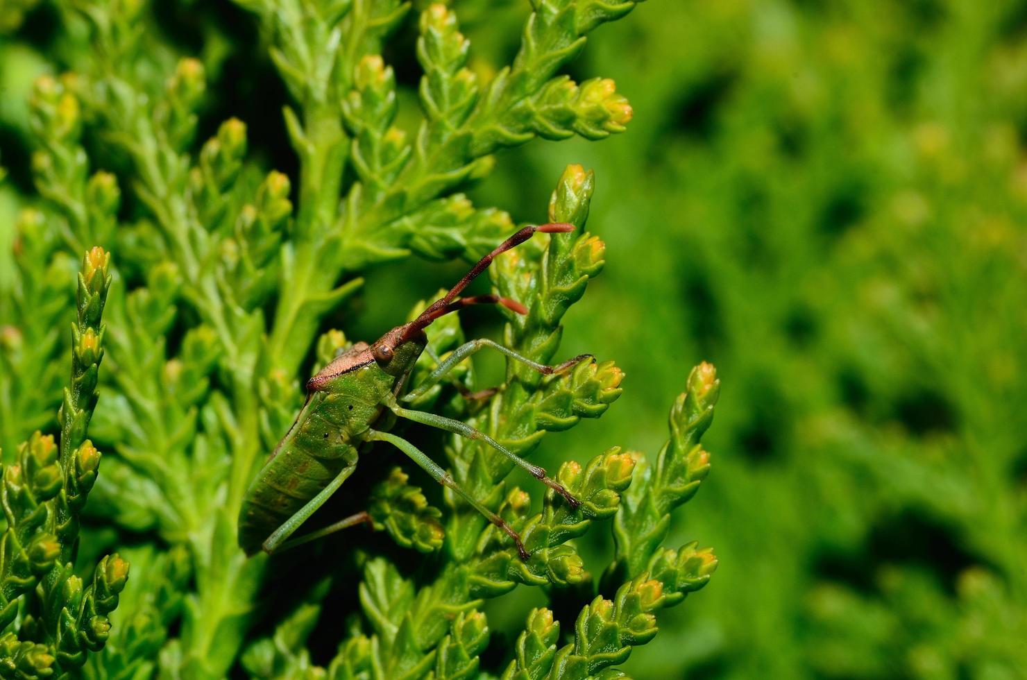scarabeo verde su un cespuglio verde foto