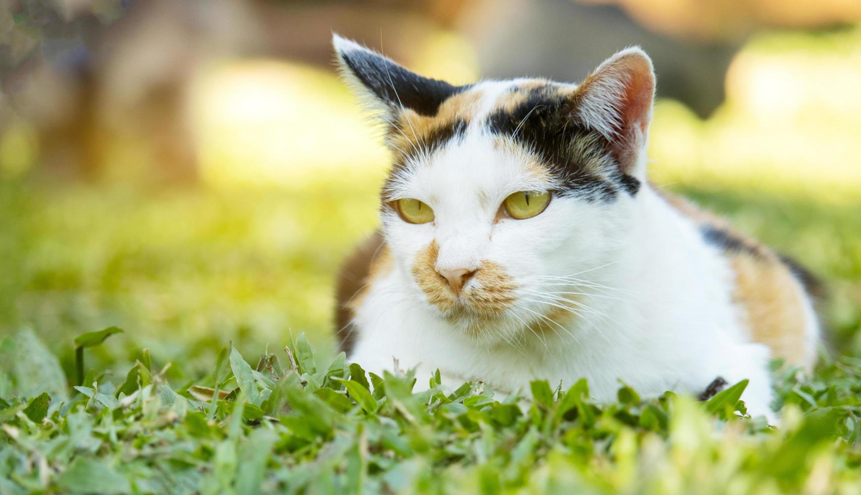 primo piano simpatico gatto marrone con bellissimi occhi azzurri animali domestici popolari foto