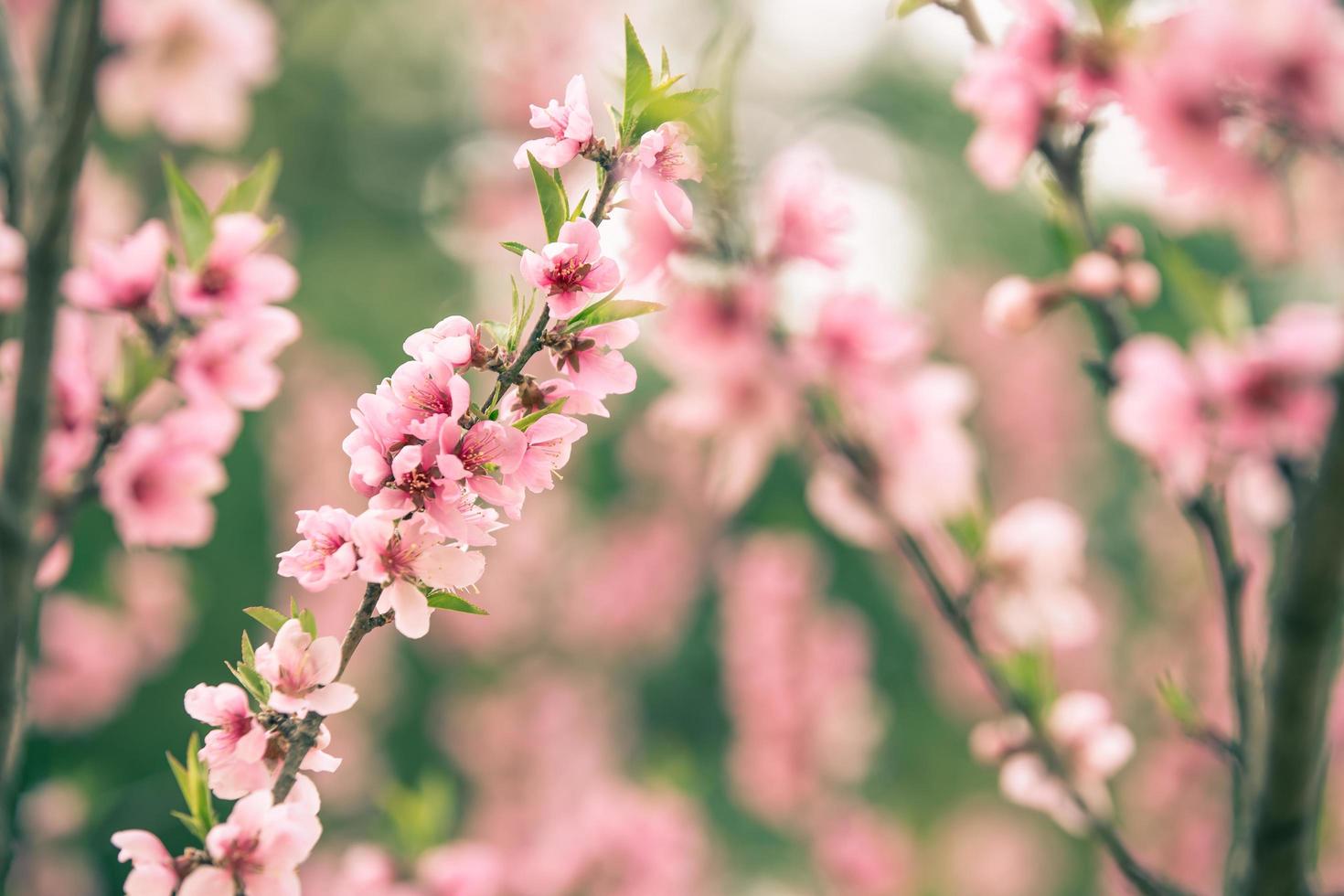 bellissimo sakura di fiori di ciliegio in primavera foto