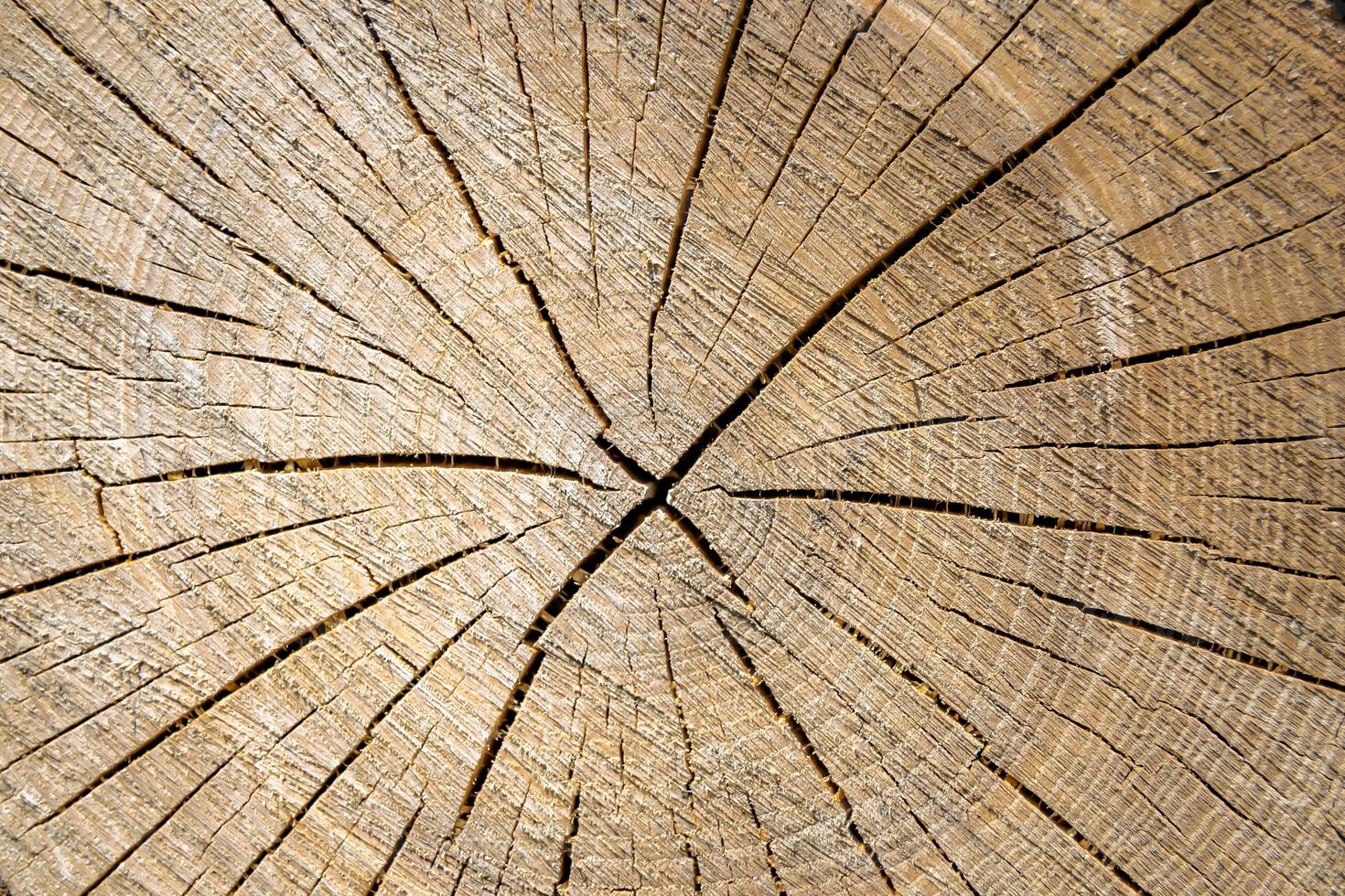 bella frattura di legno vecchia quercia, struttura naturale da vicino foto