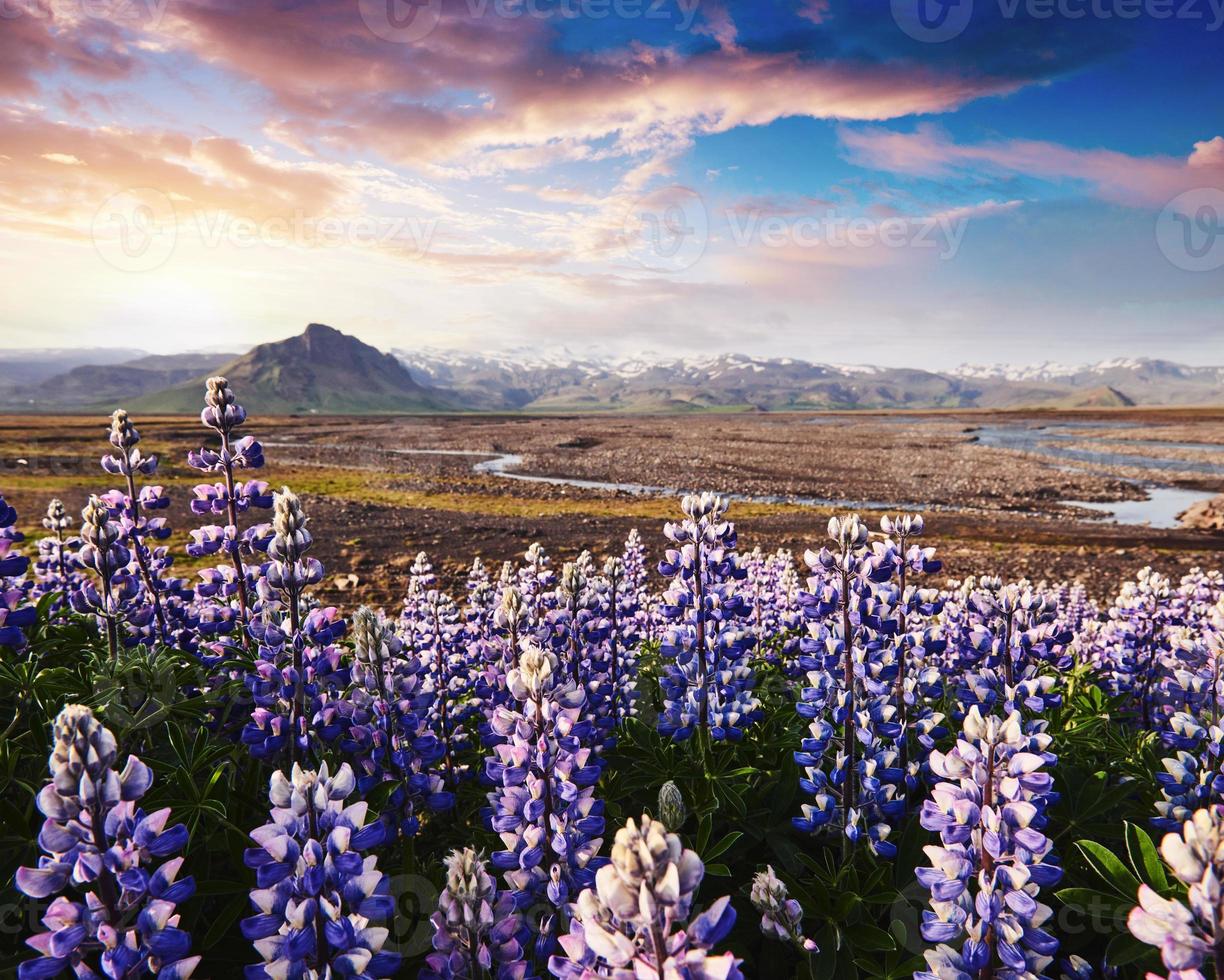 maestosi fiori di lupino che brillano di luce solare. scena meravigliosa. posizione luogo famoso stokksnes cape, vestrahorn, islanda, europa. mondo della bellezza foto