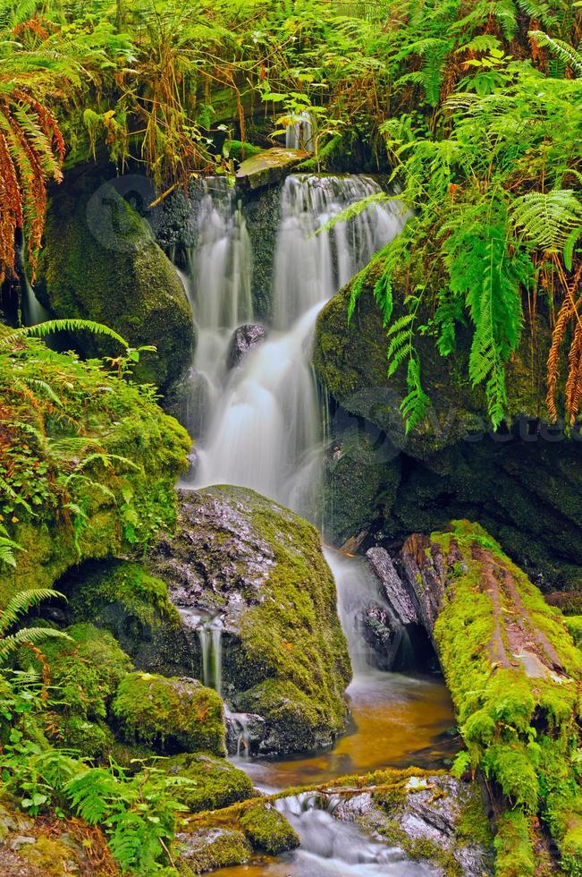 cascate nascoste in una grotta di felci foto