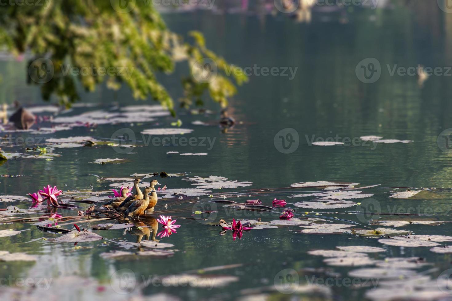 anatra, anatra dell'albero fulvo, migratorio, anatra, anatra fischiante, dendrocygna bicolor, dacca, sul lago di ju, uccello foto