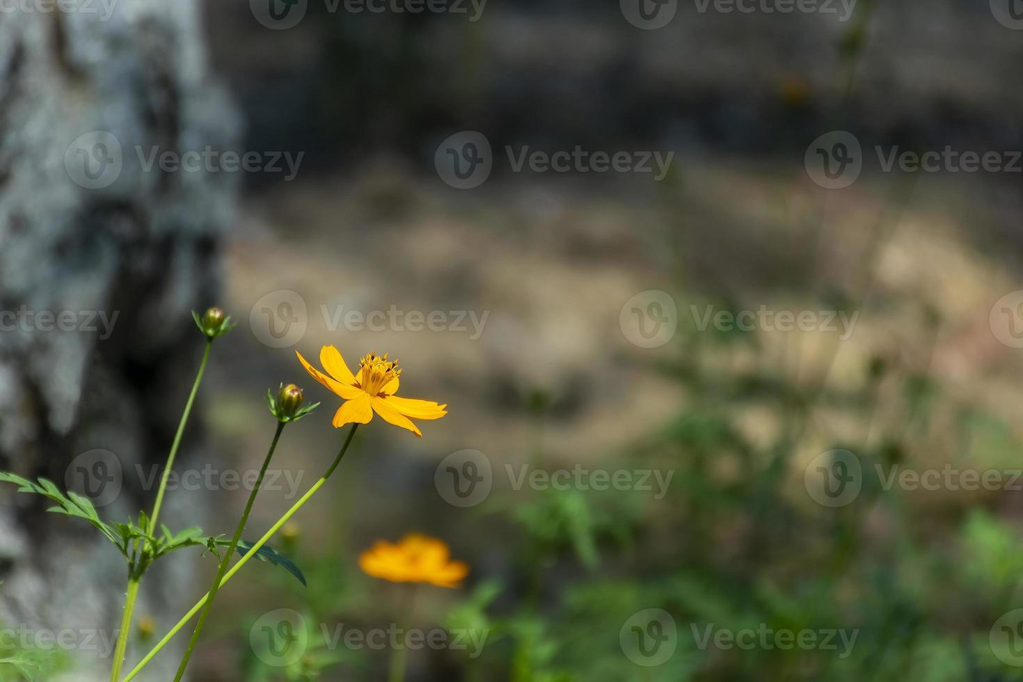 giallo, bulboso, ranuncolo, st. anthony, rapa, ranuncolo bulbosus, fiore, fioritura, primo piano foto