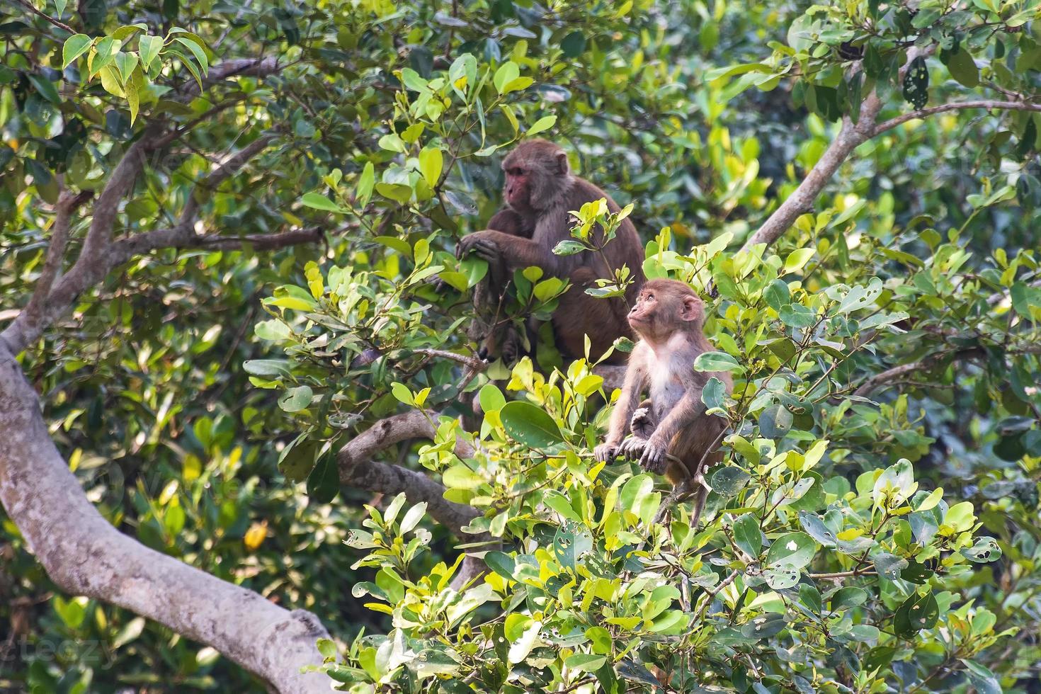 scimmia macaco rhesus con sua madre sullo sfondo bangladesh sundarbans foto