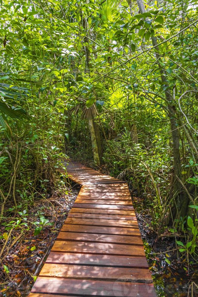 giungla tropicale piante alberi sentieri in legno sian kaan messico. foto