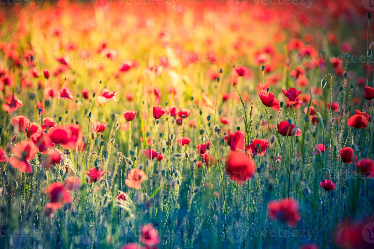 meraviglioso paesaggio al tramonto. campo di prato in fiore papaveri rossi. fiori selvatici nel campo della foresta di primavera. incredibile paesaggio naturale in estate. vista soleggiata della natura pacifica sulla luce sfocata del bokeh foto