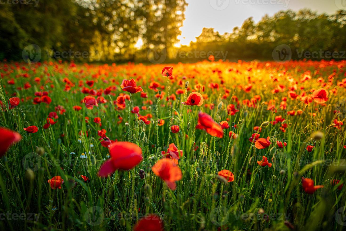 meraviglioso paesaggio al tramonto. campo di prato in fiore papaveri rossi. fiori selvatici nel campo della foresta di primavera. incredibile paesaggio naturale in estate. vista soleggiata della natura pacifica sulla luce sfocata del bokeh foto