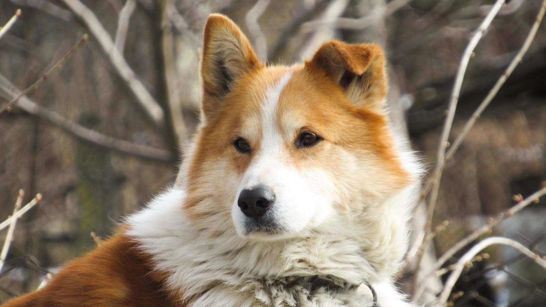 bellissimo ritratto di un cane rosso. foto ravvicinata di un cane