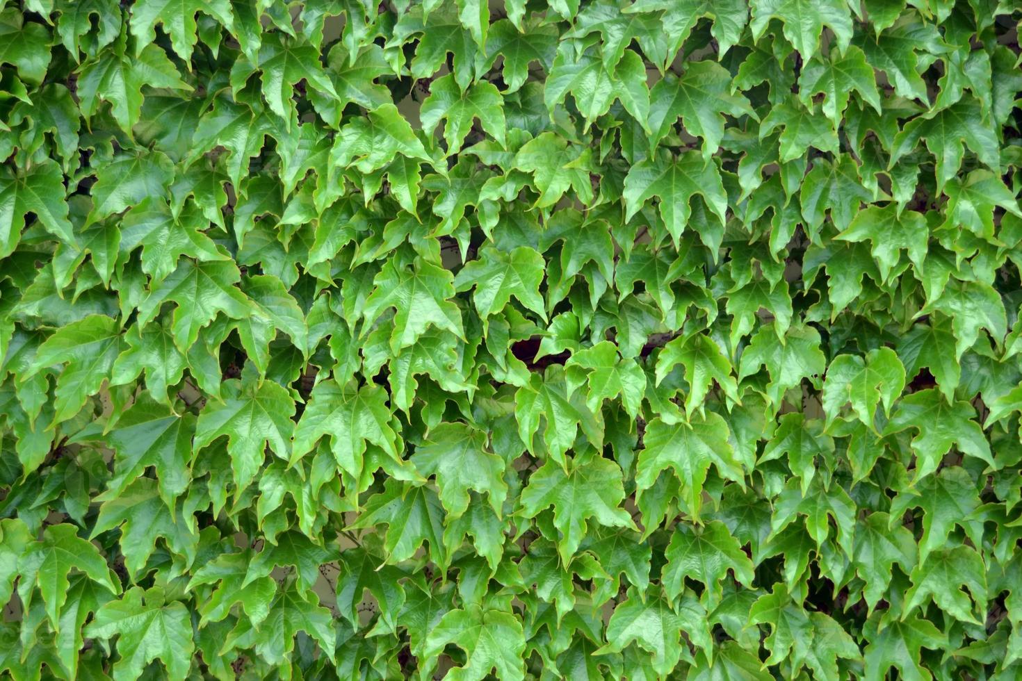 hedera, sempreverde che si arrampica sulla parete. edera di piante verdi sul wall.green vine wall.evergreen climber. foto