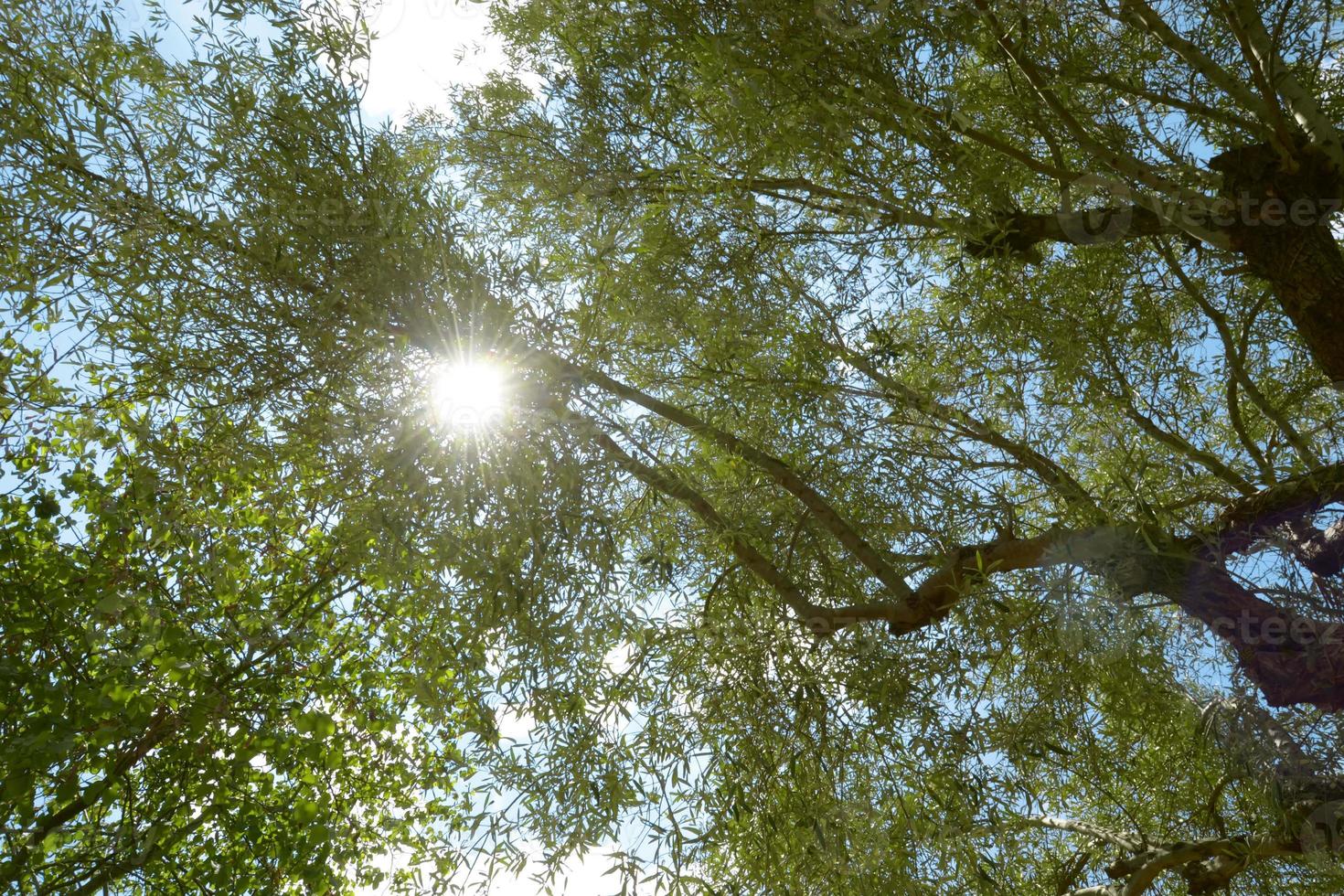 sole che splende attraverso le cime degli alberi. sole che penetra attraverso il baldacchino della foresta. bella natura al mattino nella nebbiosa foresta primaverile con il sole. foto