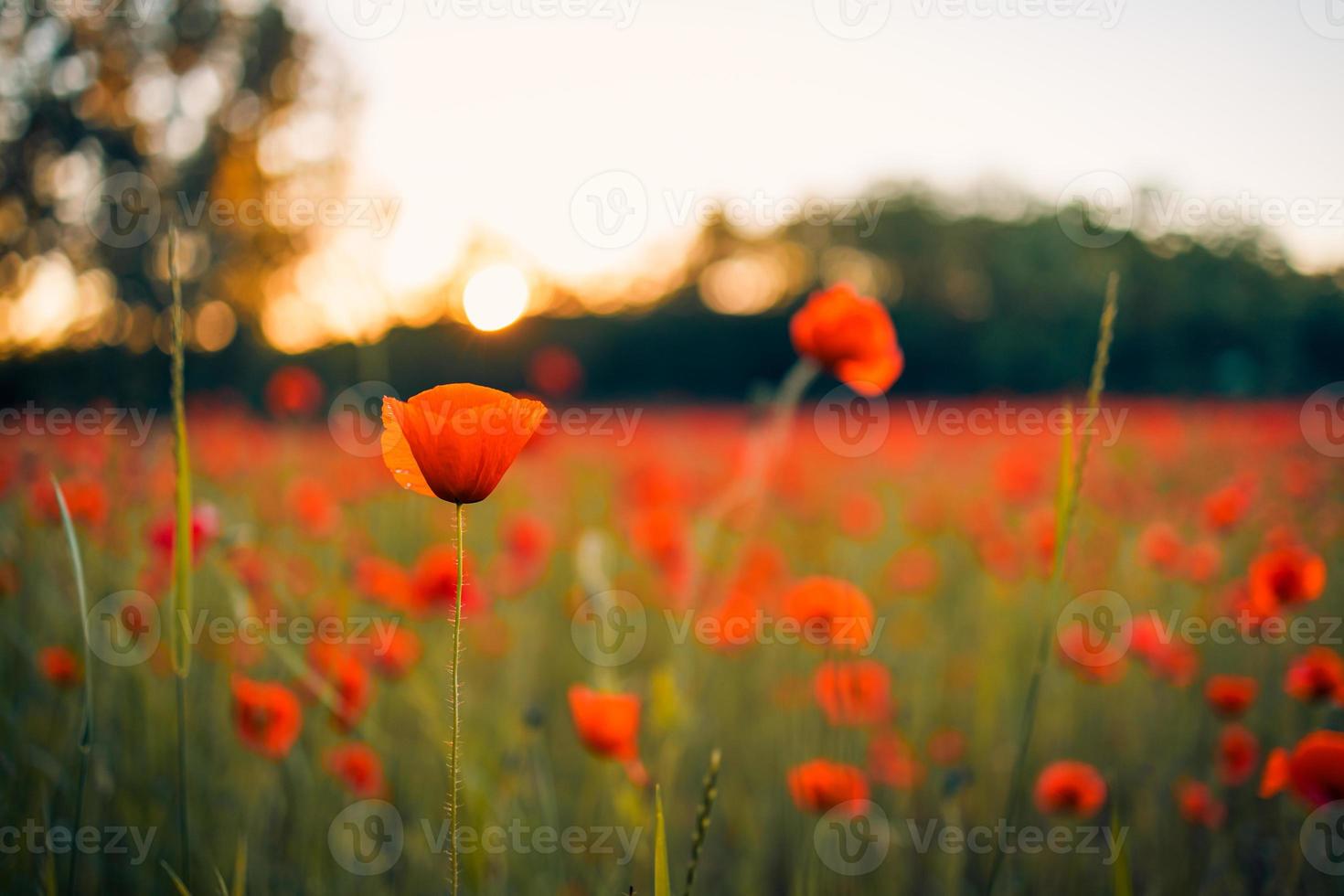bellissimo campo di papaveri rossi nella luce del tramonto. primo piano di fiori di papavero rosso nel campo di prato. bellissimo paesaggio naturale. romantici fiori rossi. foto