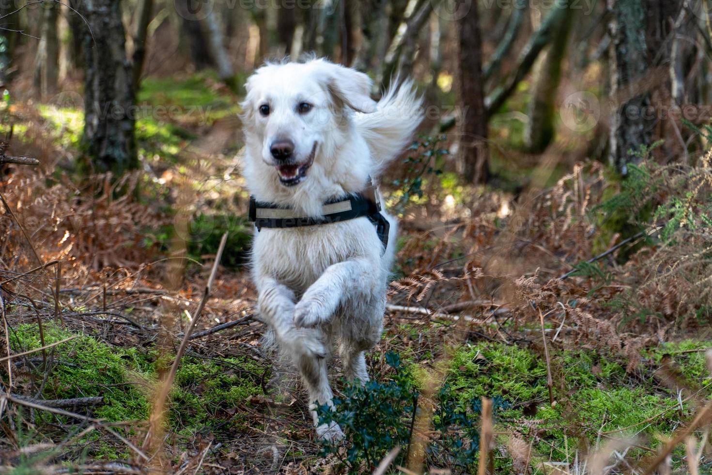 golden retriever che corre attraverso la foresta foto