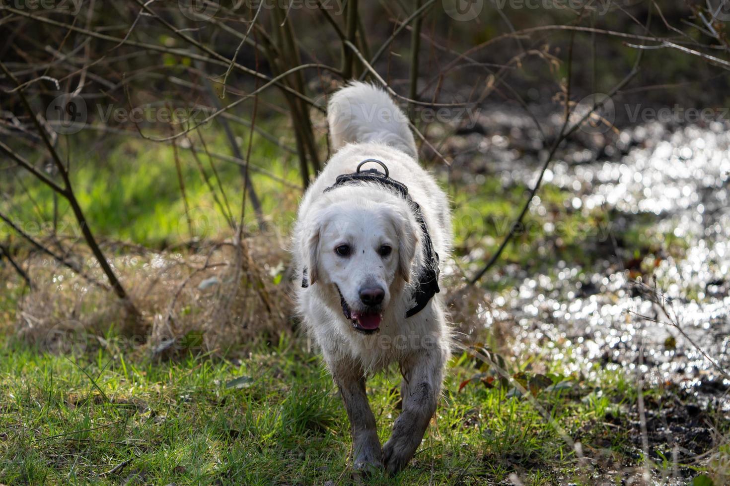 passeggiata nella foresta del golden retriever foto