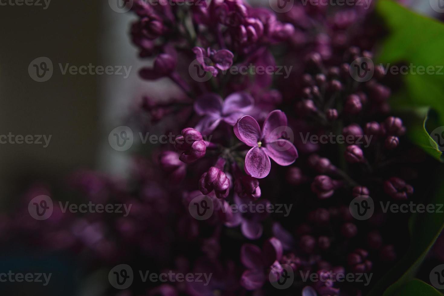 un mazzo di lillà. avvicinamento. bellissimi fiori viola. biglietto d'auguri. fiori di primavera. foto