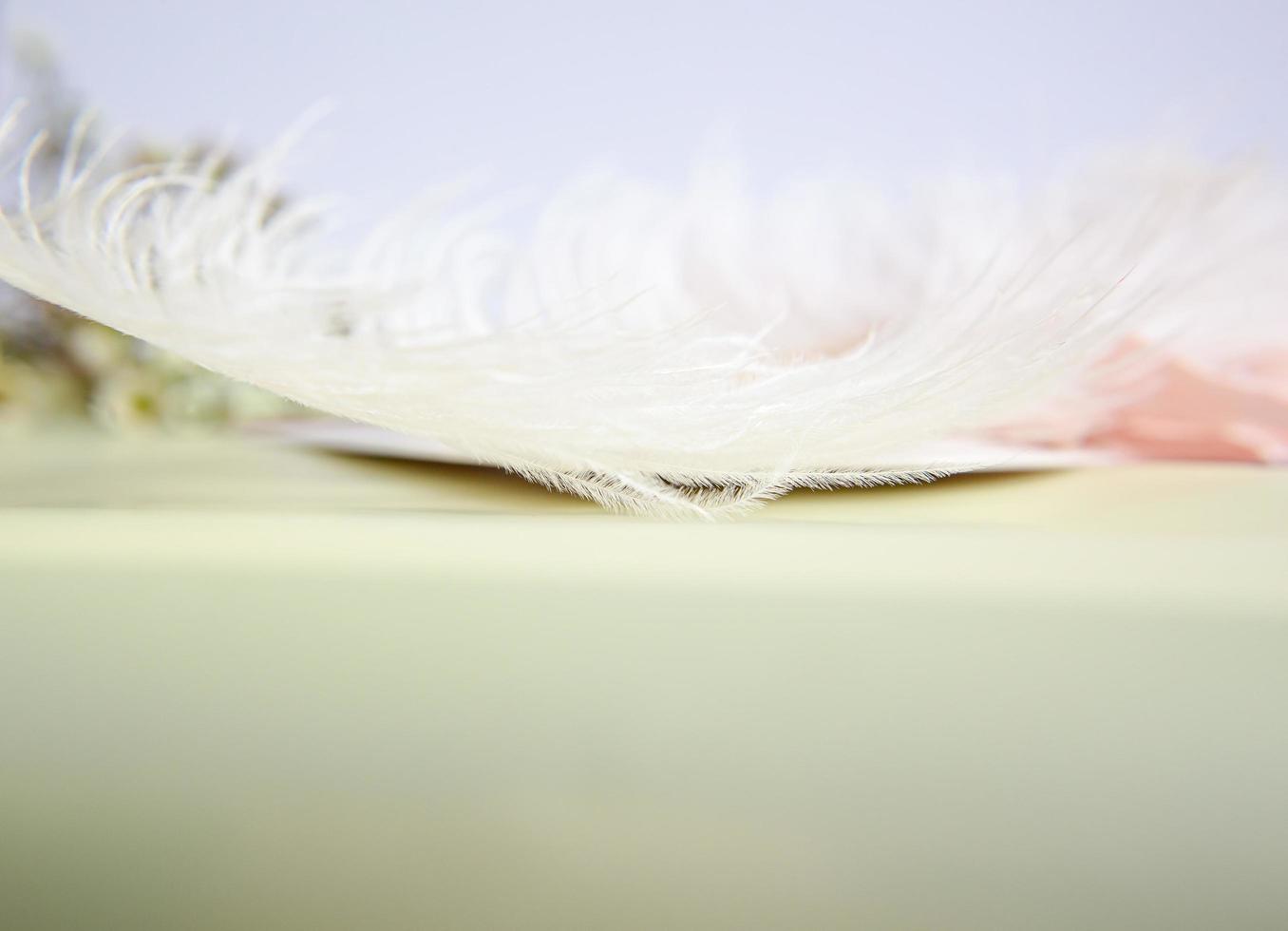 piuma di struzzo bianca su sfondo rosa. biglietto di auguri per la festa della mamma. San Valentino. copia spazio foto