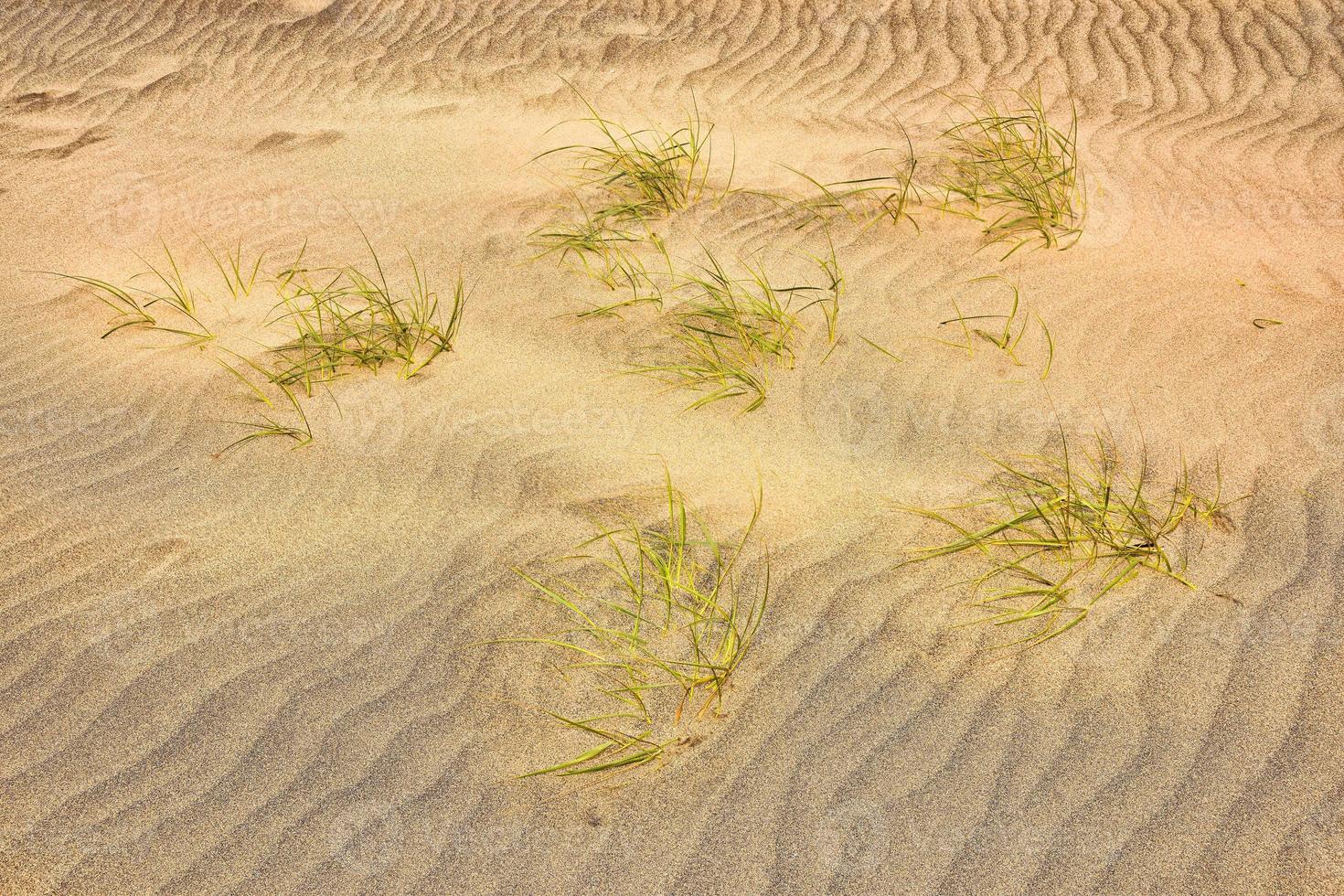 piante nel deserto foto