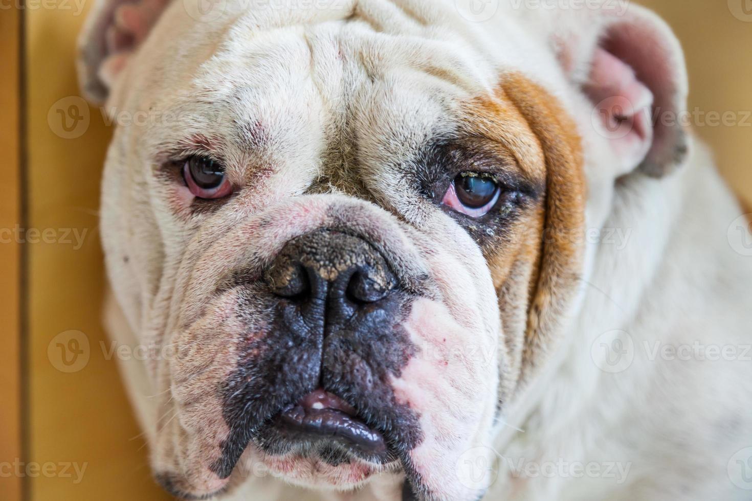 Bulldog inglese alla ricerca foto