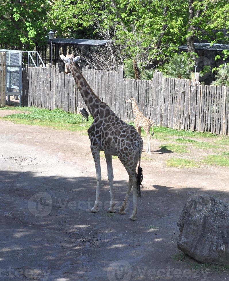 giraffa, giraffa camelopardalis unito animalia, phylum chordat foto