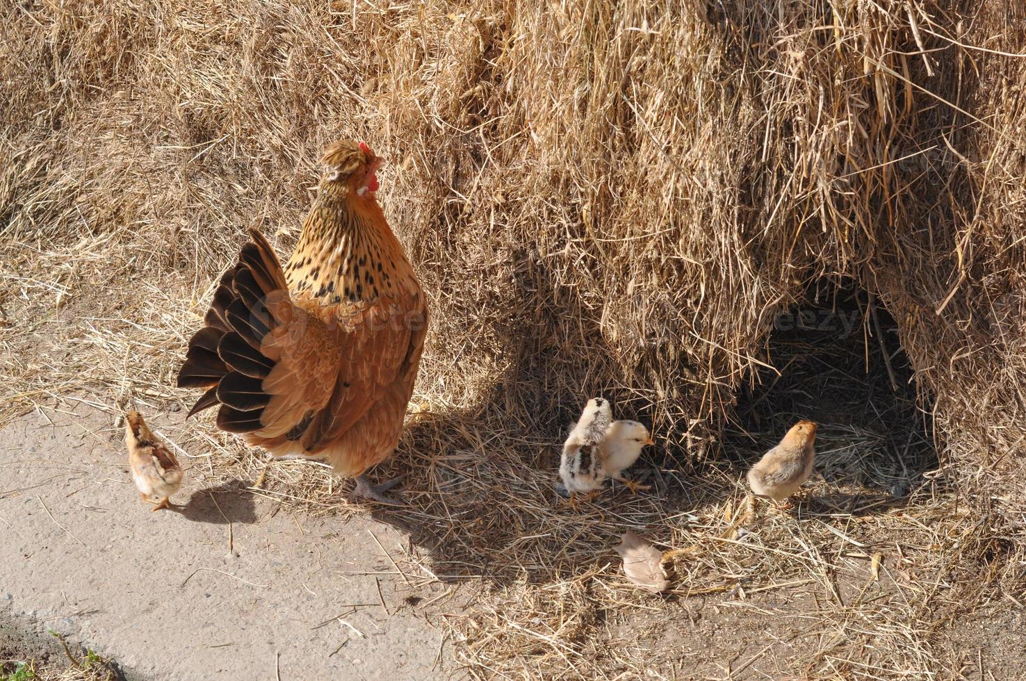 gallina uccello animale foto