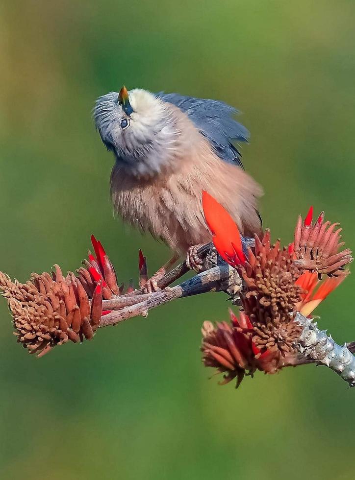 uccello tordo dal ventre castagno appollaiato sul log foto gratis