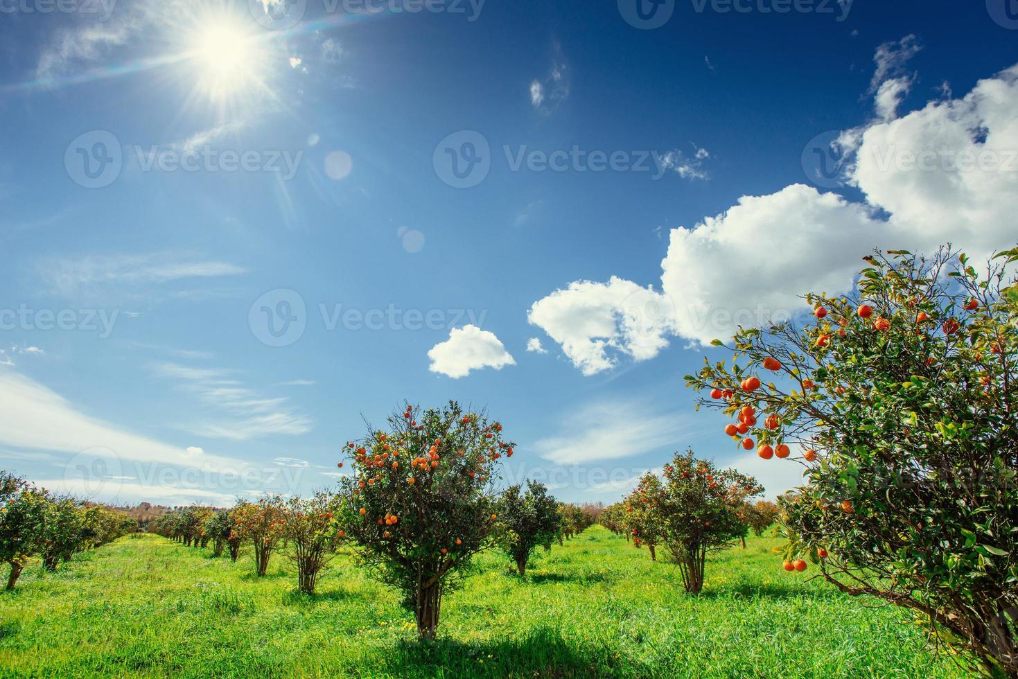 viste fantastiche dei bellissimi aranci in italia. foto