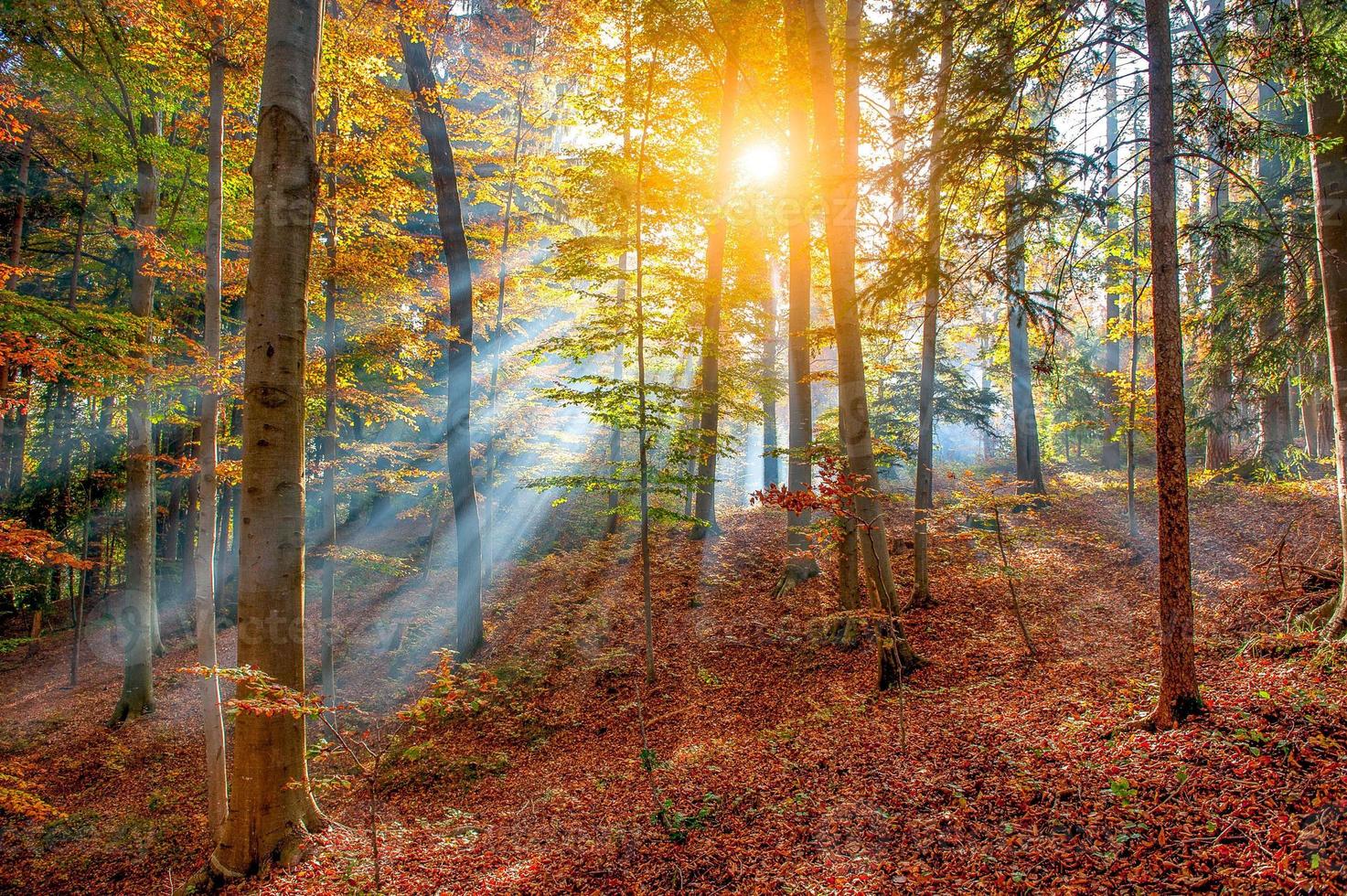 foresta piena di colori autunnali foto