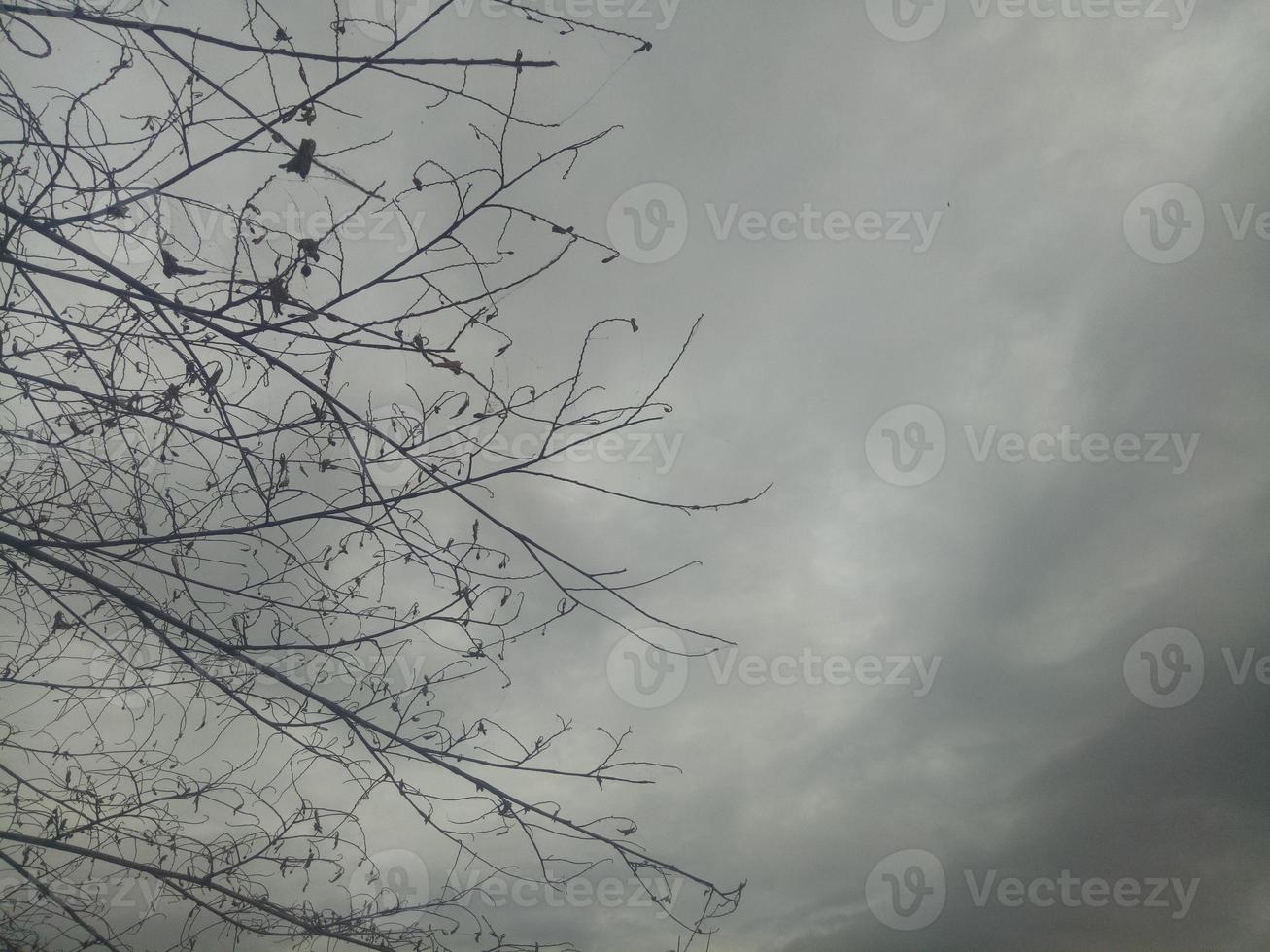 sagoma di un ramo di albero sullo sfondo del cielo foto