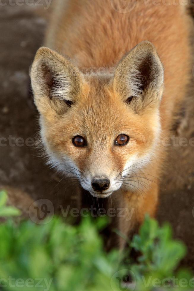 cucciolo di volpe rossa in saskatchewan foto