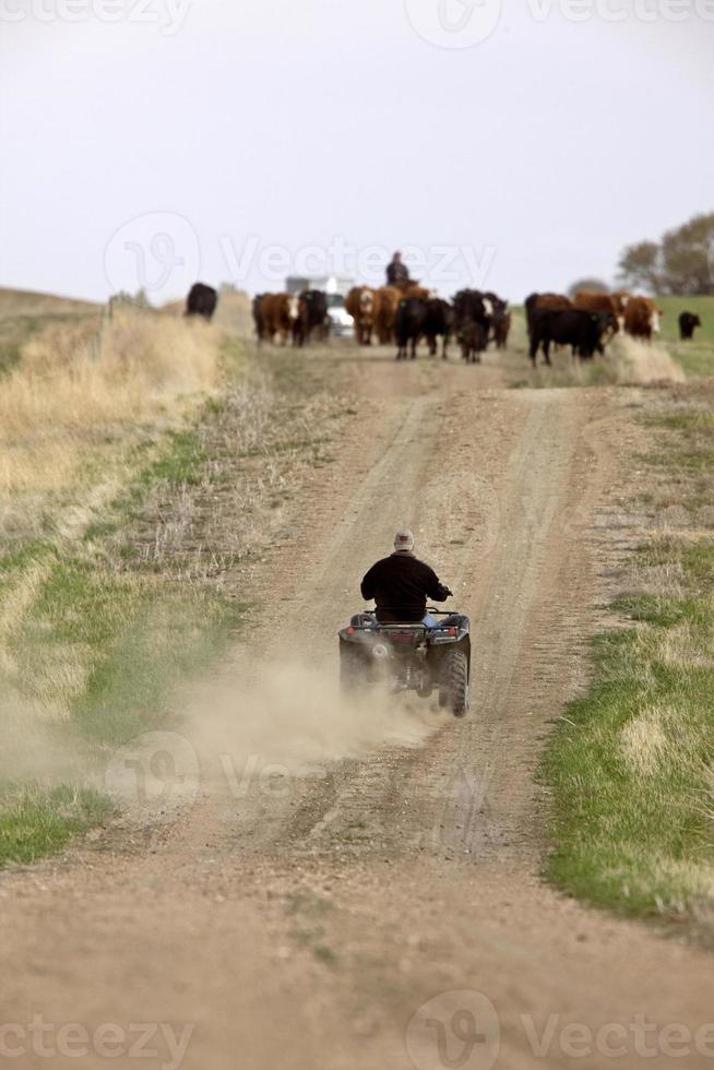 allevamento di bovini saskatchewan canada foto