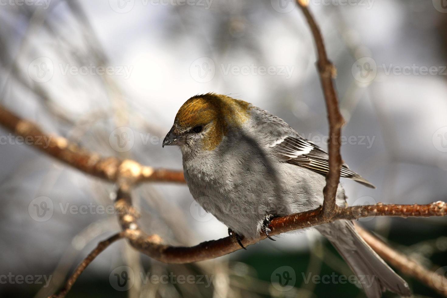 crossbill dalle ali bianche in inverno foto