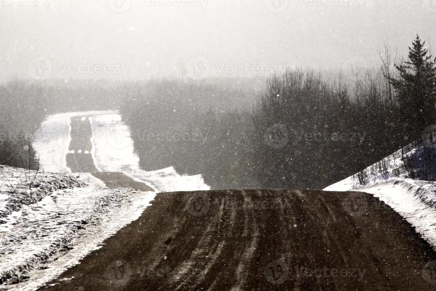 strada forestale in inverno foto