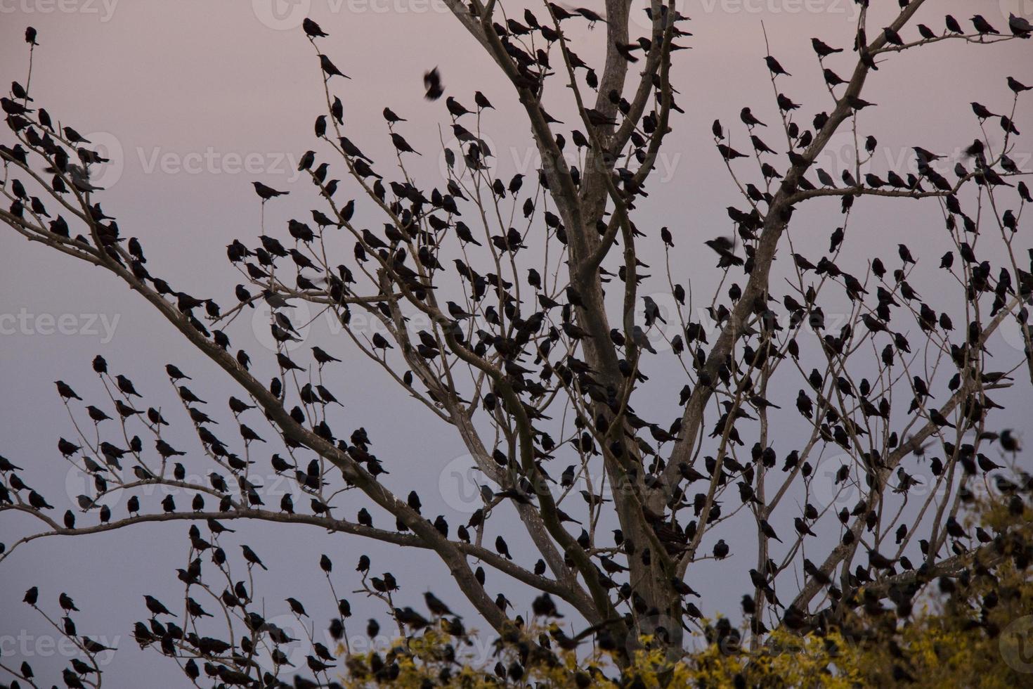 merli nell'albero foto