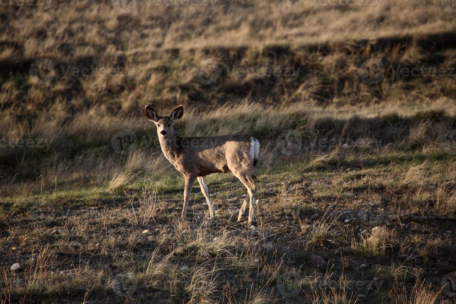 cervo mulo in primavera nel saskatchewan foto