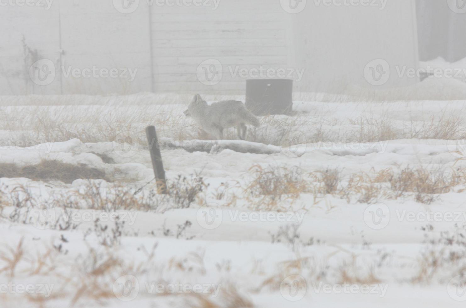 coyote nella nebbia in esecuzione saskathewan canada foto