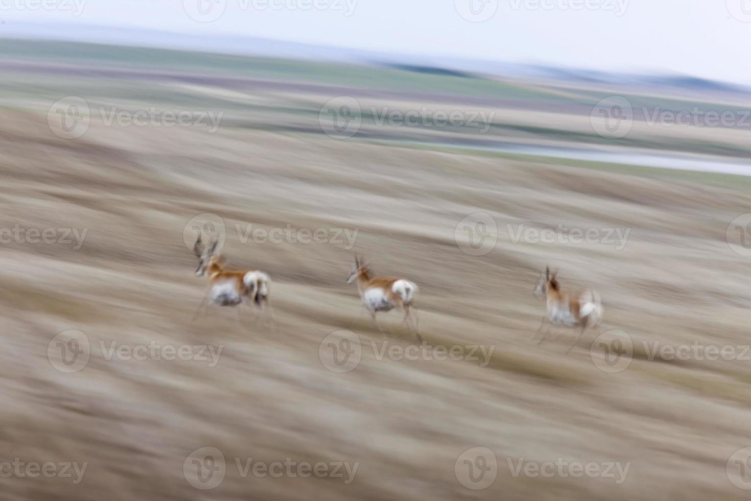 antilope corno che corre foto