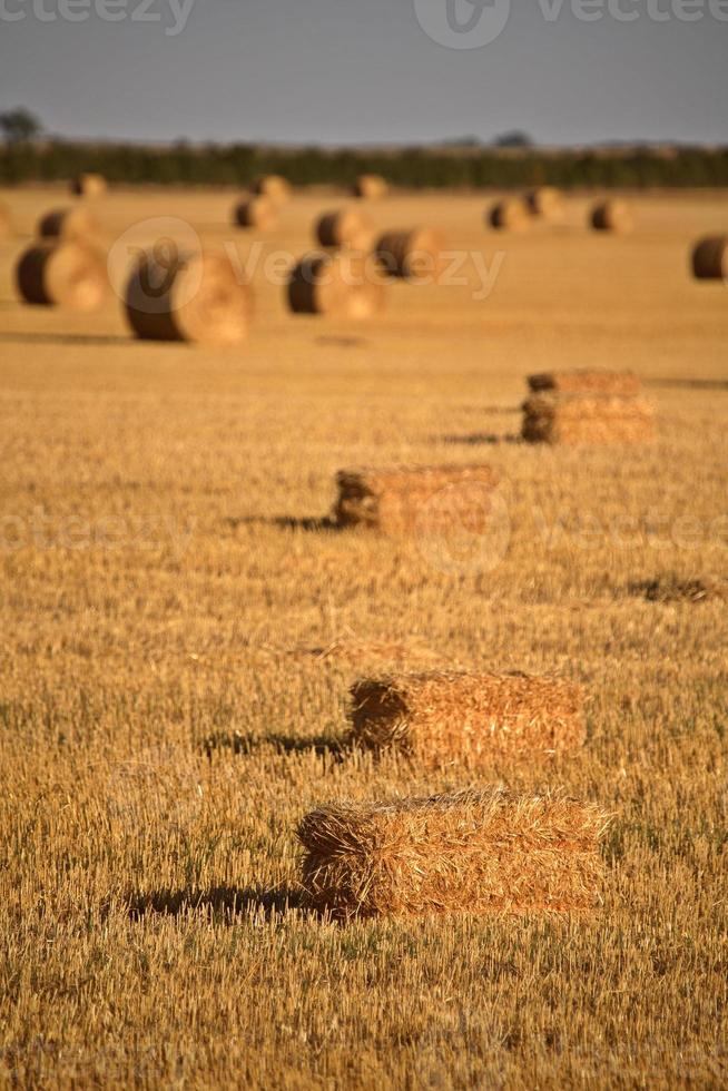 balle di paglia in un campo del saskatchewan foto