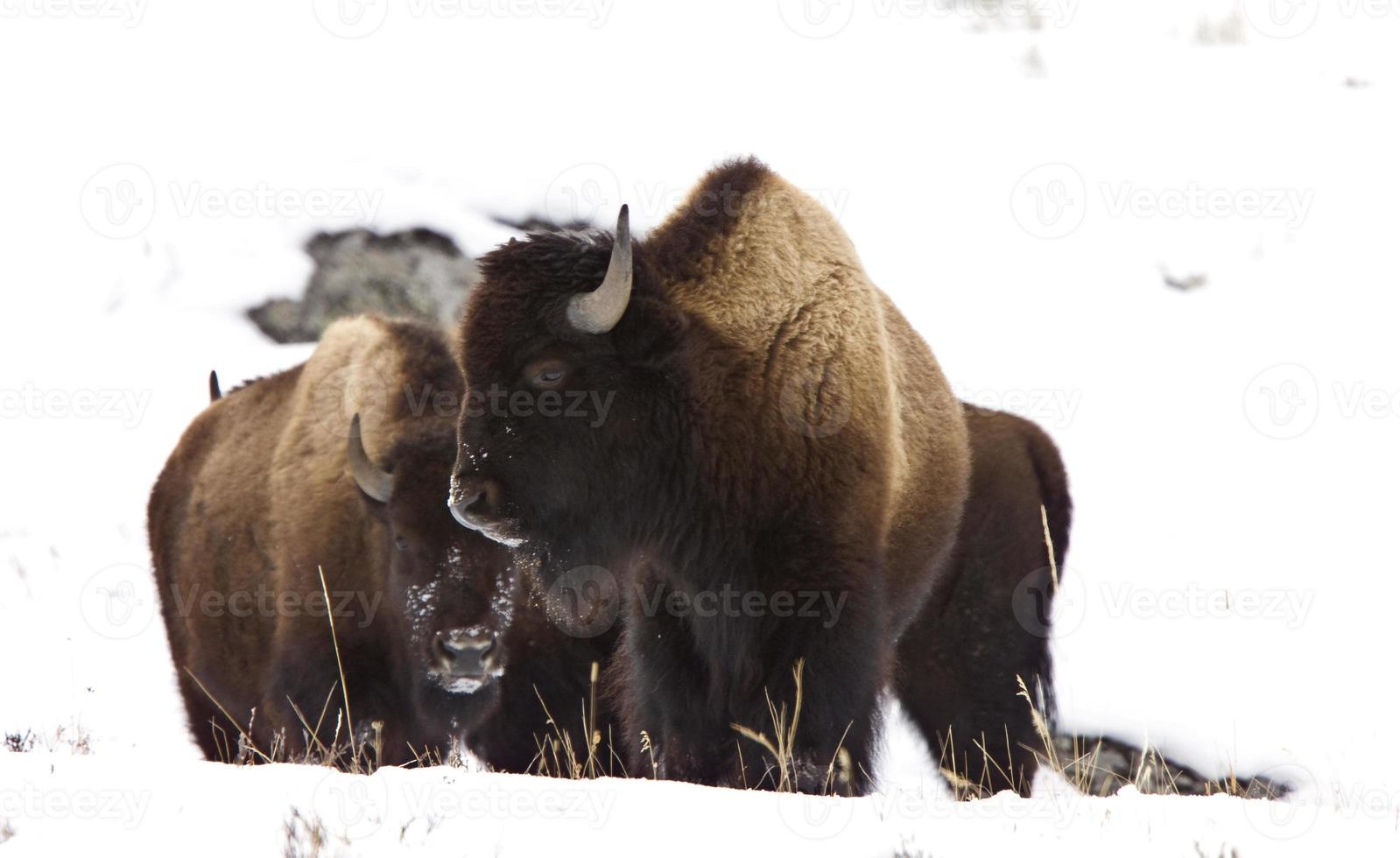 bisonte bufalo wyoming yellowstone foto