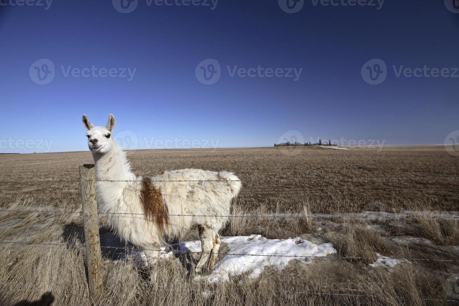 un lama in un pascolo del saskatchewan foto